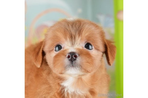 成約済の千葉県のチワプー:チワワ×トイプードル-309863の1枚目