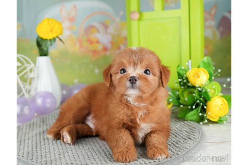 成約済の千葉県のチワプー:チワワ×トイプードル-309863の3枚目