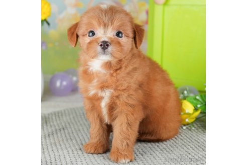 成約済の千葉県のチワプー:チワワ×トイプードル-309863の4枚目