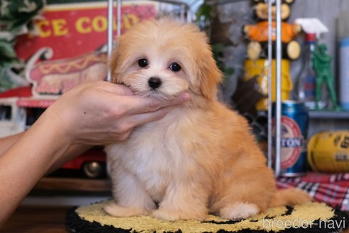 成約済の群馬県のミックス犬-309481の1枚目