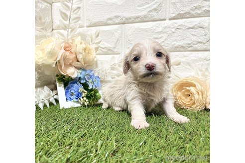 成約済の福岡県のマルックス:マルチーズ×ミニチュアダックスフンド-304256の15枚目
