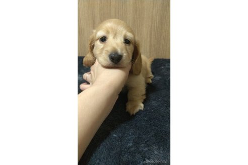 成約済の福岡県のカニンヘンダックスフンド(ロングヘアード)-304609の6枚目