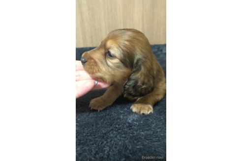 成約済の福岡県のカニンヘンダックスフンド(ロングヘアード)-309957の3枚目