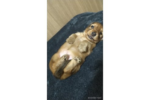 成約済の福岡県のカニンヘンダックスフンド(ロングヘアード)-309957の2枚目