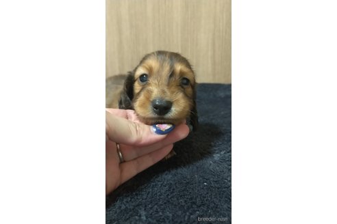 成約済の福岡県のカニンヘンダックスフンド(ロングヘアード)-309958の7枚目