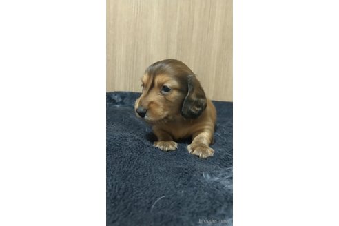 成約済の福岡県のカニンヘンダックスフンド(ロングヘアード)-309958の6枚目