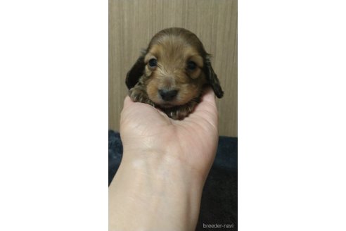 成約済の福岡県のカニンヘンダックスフンド(ロングヘアード)-309959の10枚目