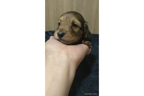 成約済の福岡県のカニンヘンダックスフンド(ロングヘアード)-309959の9枚目