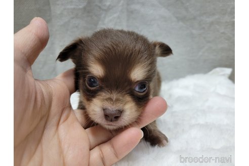 成約済の神奈川県のチワックス:チワワ×ミニチュアダックスフンド-310283の1枚目