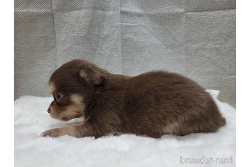 成約済の神奈川県のチワックス:チワワ×ミニチュアダックスフンド-310283の3枚目
