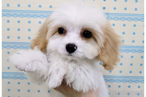成約済の北海道のミックス犬-297631の2枚目
