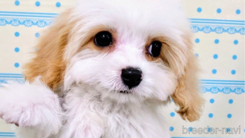 成約済の北海道のミックス犬-297631の1枚目