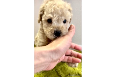 成約済の奈良県のティーカッププードル-308889の11枚目