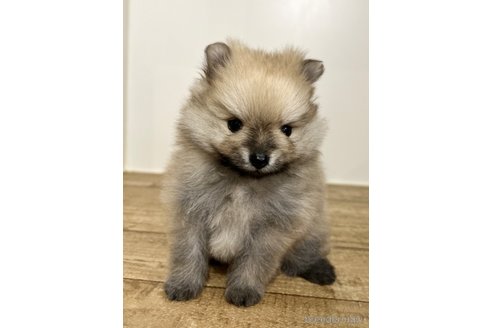 成約済の千葉県のポメラニアン-306384の10枚目
