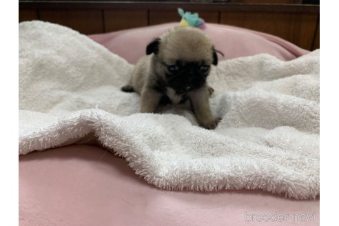 成約済の岐阜県のパグ-308307の13枚目