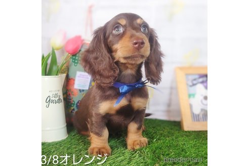 成約済の埼玉県のミニチュアダックスフンド(ロングヘアード)-307700の2枚目