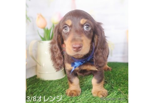 成約済の埼玉県のミニチュアダックスフンド(ロングヘアード)-307700の3枚目