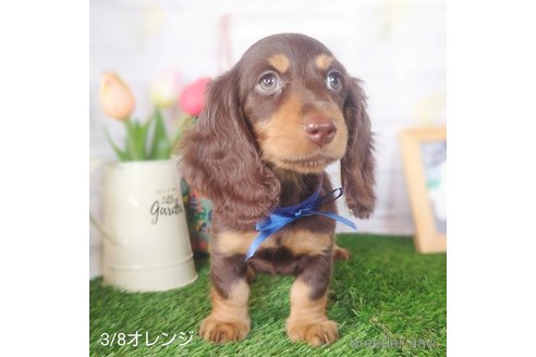 成約済の埼玉県のミニチュアダックスフンド(ロングヘアード)-307700の4枚目