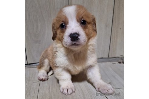 成約済の神奈川県のミックス犬-306832の1枚目