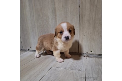 成約済の神奈川県のミックス犬-306832の5枚目
