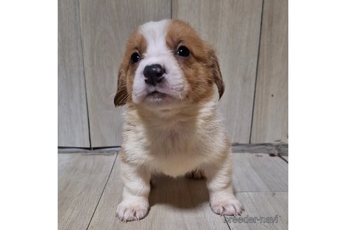 成約済の神奈川県のミックス犬-306832の4枚目