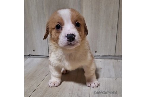 成約済の神奈川県のミックス犬-306832の3枚目