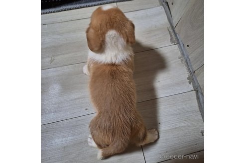 成約済の神奈川県のミックス犬-306832の2枚目