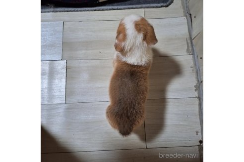 成約済の神奈川県のミックス犬-306834の7枚目