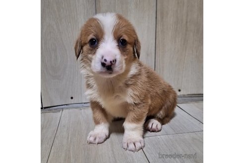 成約済の神奈川県のミックス犬-306835