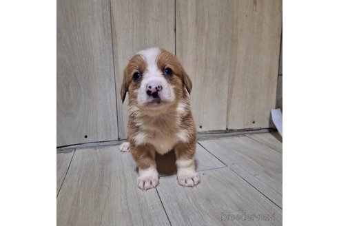 成約済の神奈川県のミックス犬-306835の5枚目