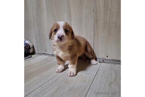 成約済の神奈川県のミックス犬-306835の3枚目
