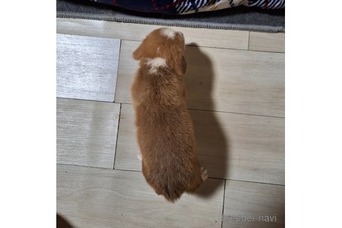 成約済の神奈川県のミックス犬-306835の2枚目