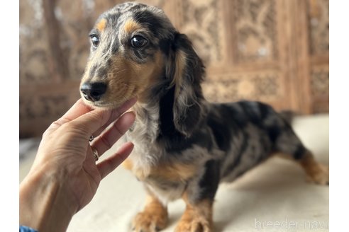 成約済の宮崎県のミニチュアダックスフンド(ロングヘアード)-281675の3枚目