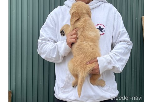 成約済の岐阜県のゴールデンレトリーバー-310027の4枚目