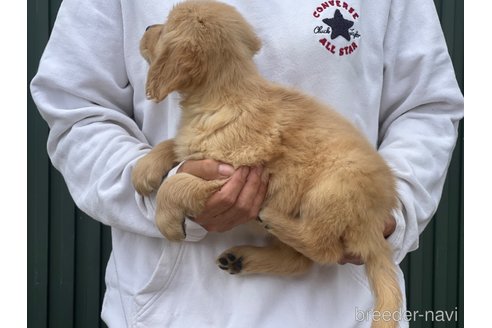 成約済の岐阜県のゴールデンレトリーバー-310027の5枚目