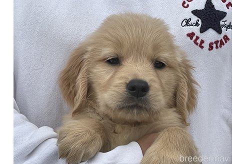 成約済の岐阜県のゴールデンレトリーバー-310027の1枚目