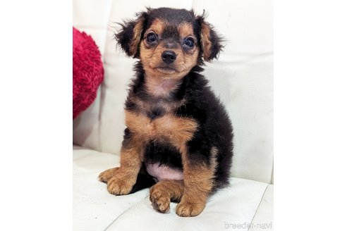 成約済の静岡県のミックス犬-304857の2枚目