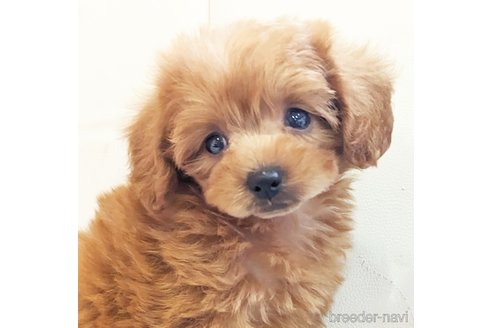 成約済の静岡県のミックス犬-310028の1枚目