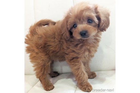 成約済の静岡県のミックス犬-310028の5枚目