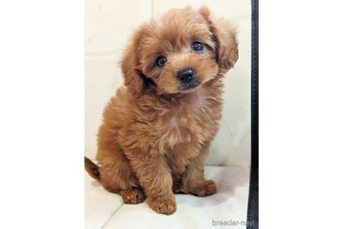 成約済の静岡県のミックス犬-310028の2枚目