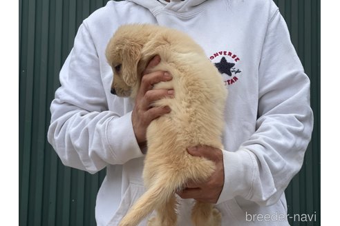 成約済の岐阜県のゴールデンレトリーバー-310030の3枚目