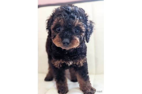 成約済の静岡県のミックス犬-310033の6枚目