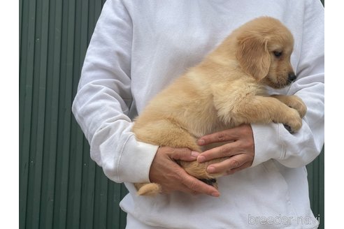 販売中の岐阜県のゴールデンレトリーバー-310035の4枚目