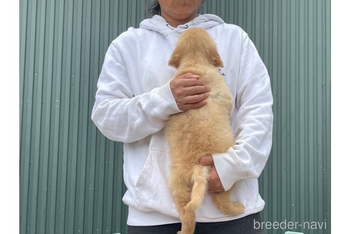 成約済の岐阜県のゴールデンレトリーバー-310035の5枚目
