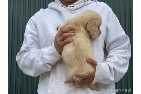 成約済の岐阜県のゴールデンレトリーバー-310048の6枚目