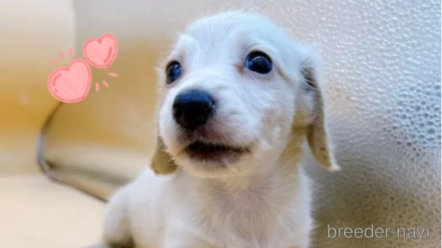 成約済の東京都のミニチュアダックスフンド(ロングヘアード)-309638の1枚目