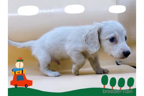 成約済の東京都のミニチュアダックスフンド(ロングヘアード)-309638の5枚目