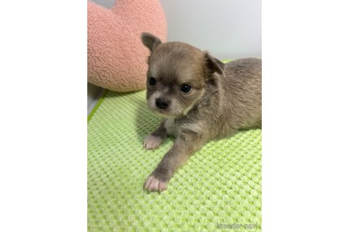 成約済の山口県のチワワ(ロングコート)-307075の3枚目