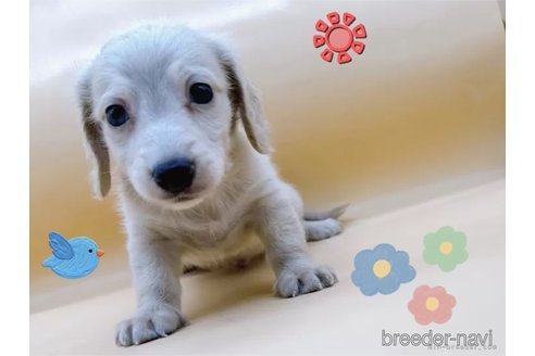 成約済の東京都のミニチュアダックスフンド(ロングヘアード)-309638の4枚目