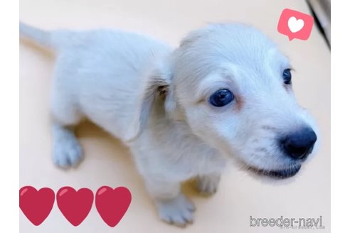 成約済の東京都のミニチュアダックスフンド(ロングヘアード)-309638の3枚目